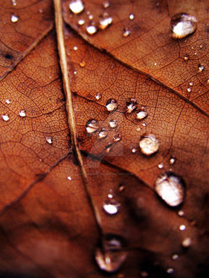 .autumn. by witchlady750 .autumn. by witchlady750