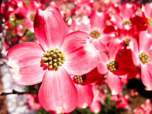 Dogwood Blooms