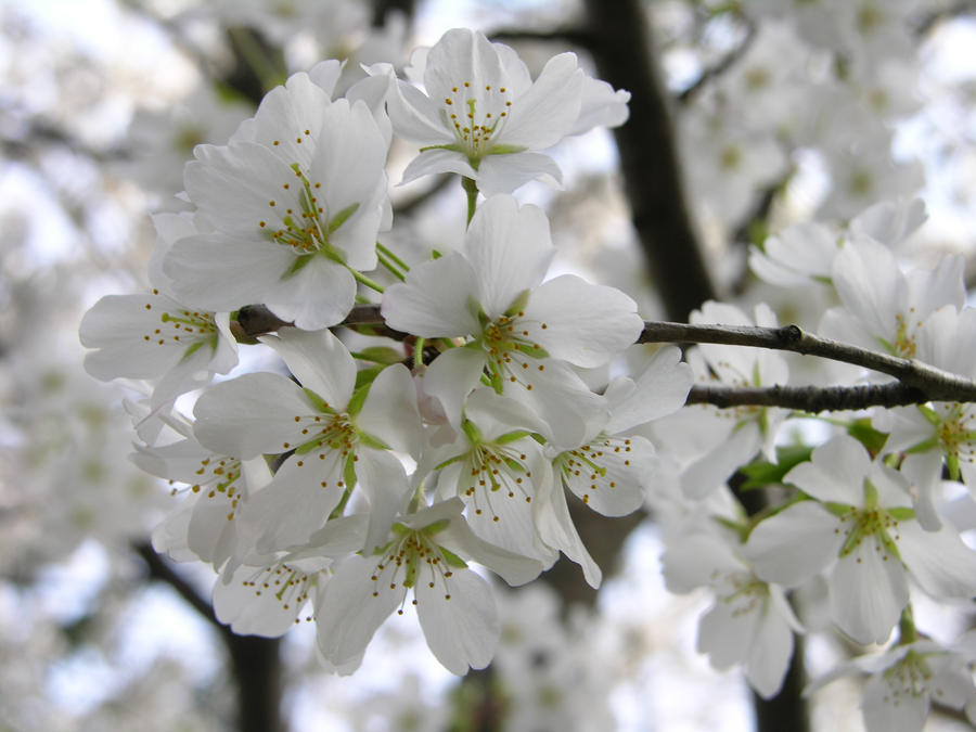 Spring: Las Flores Blancas