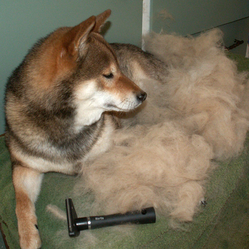 The Shedding Lady