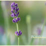 the beauty oF laVender III