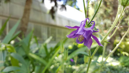 Columbine