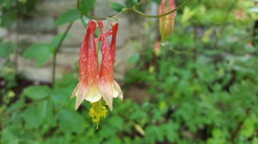 Columbine (Cincinnati Zoo  Botanical Garden)