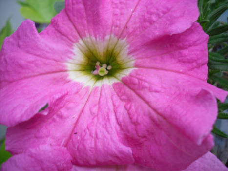 pink petunia