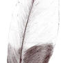 Feather Study