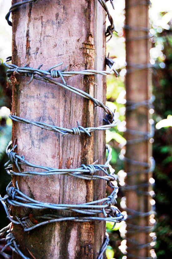 Barb Wire by Saturday-Savior on DeviantArt