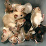 thats alot of rats