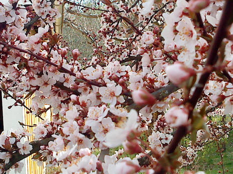 Cherrytree Flowers 1