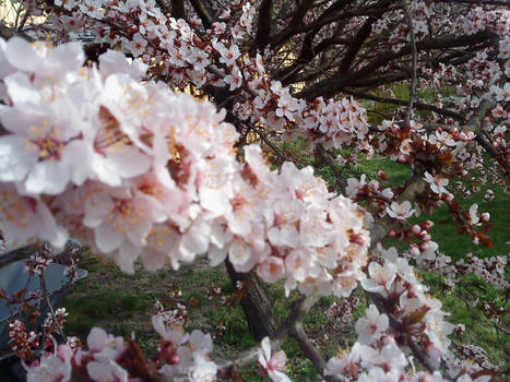 Cherrytree Flowers 3