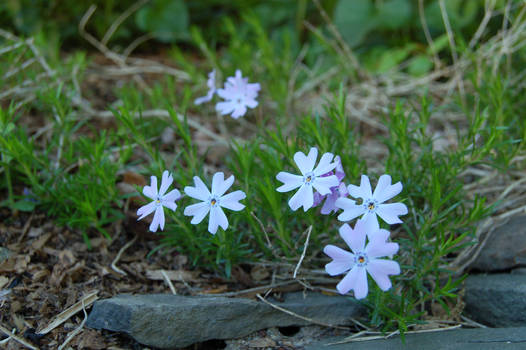 Spring Flowers Blue