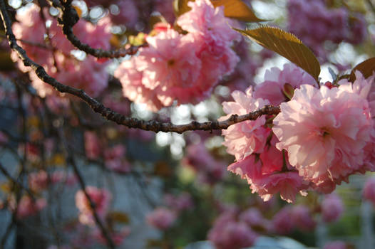 Pink Blossoms