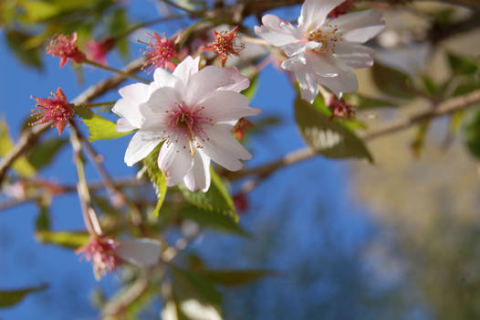 Pink blooms blue sky