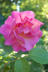 Spring Rose 2012