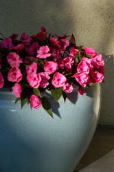 Textures and Impatiens 2012