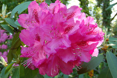 Pink Leopard Print Rhododendron 2012