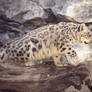 Snowleopard cub 2