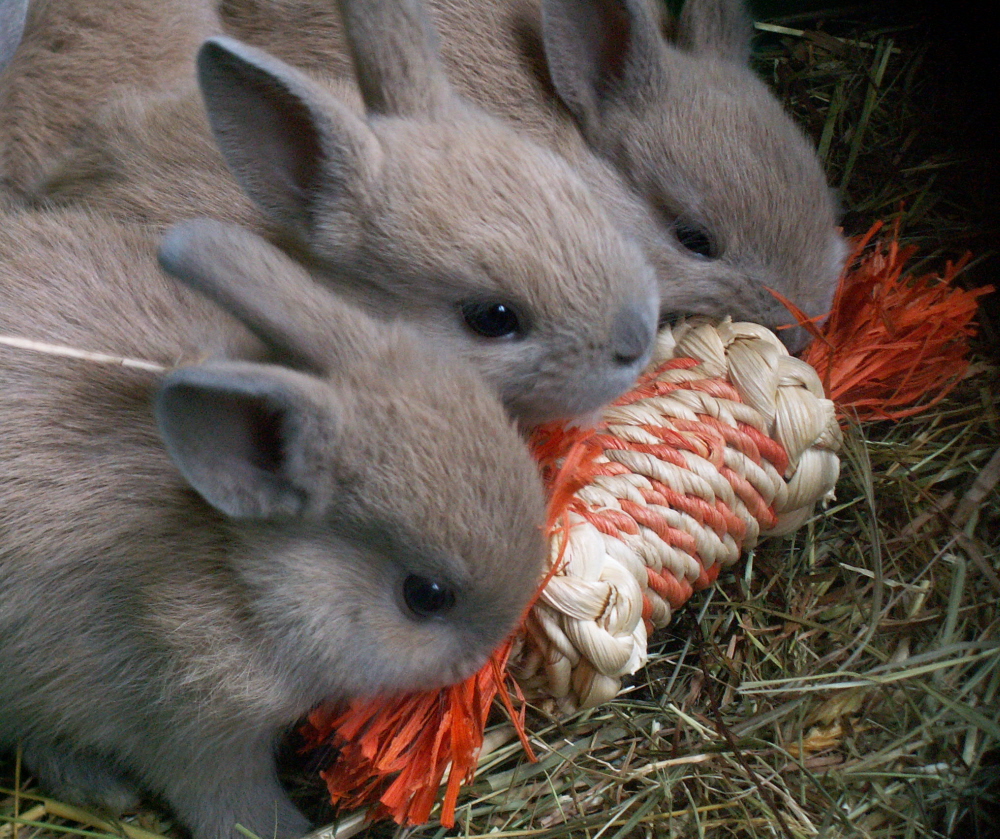 Little rabbits with toy