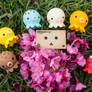 A bed of flowers for the Danbo~!