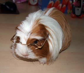 Nearsighted Guinea Pig Crystal