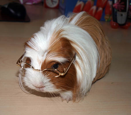 Nearsighted Guinea Pig Crystal