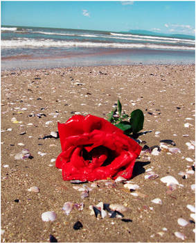 Rose from the sea