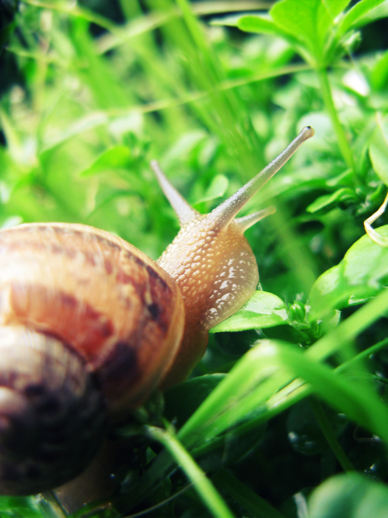 Crawling in the green