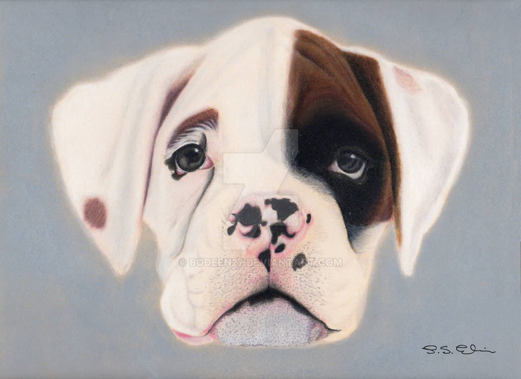 Deviantart Boxer Dog Boxer Pup by Bodeen27 on DeviantArt