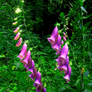 Foxglove 4 sig