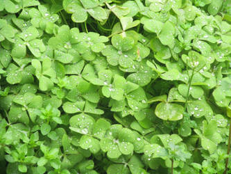 Raining Clovers