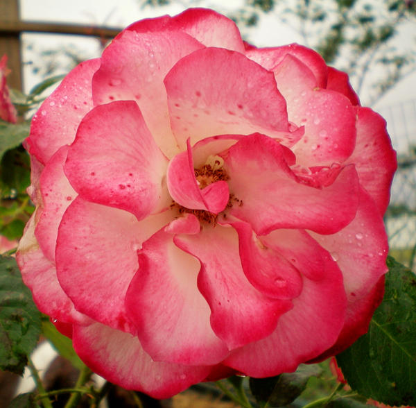 Pink Flower 3