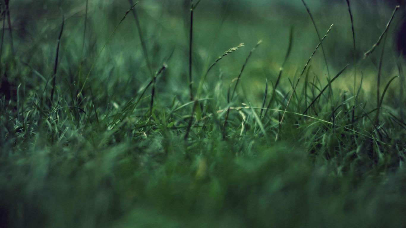 Grass