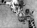 Giraffes- Family Love by xYaminogamex