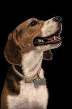 Beagle