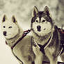 huskies 1