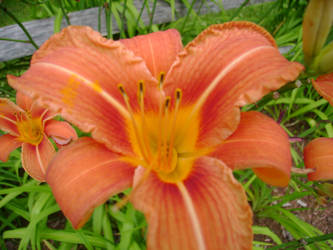 Tiger Lily