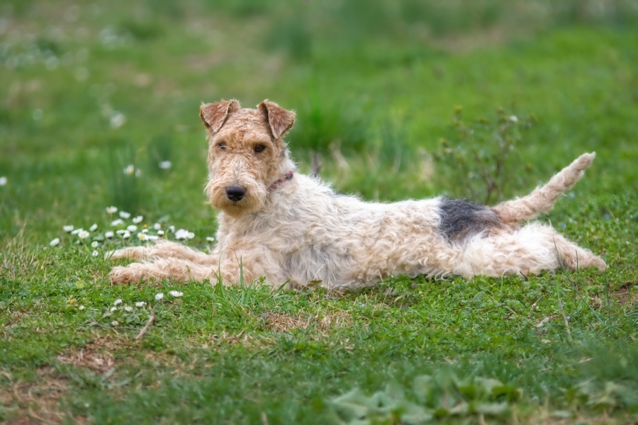 Fox terrier