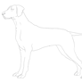 German Short Haired Pointer Line-Art