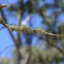 Green stuff on a twig