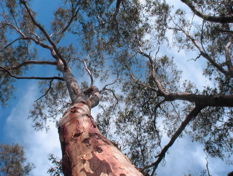 Nice big Gum Tree