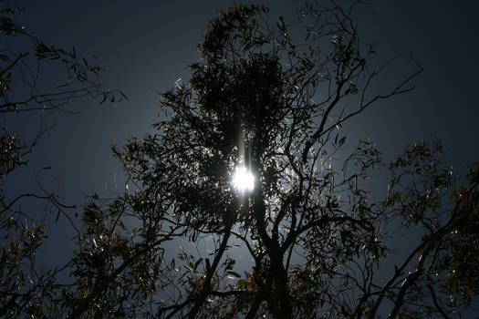 Sun through leaves