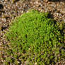 Green Moss