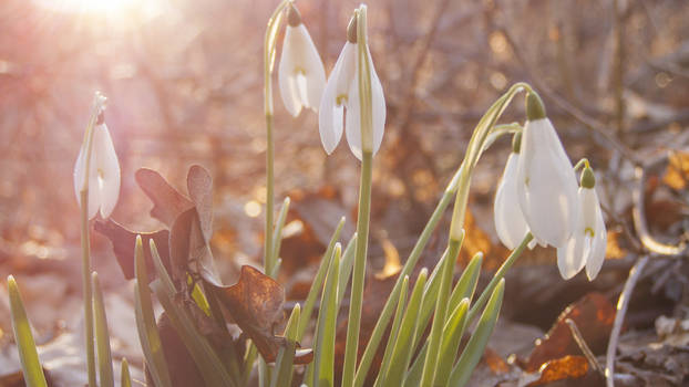 beauty in spring morning