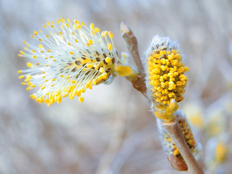 Spring in Lithuania 2015