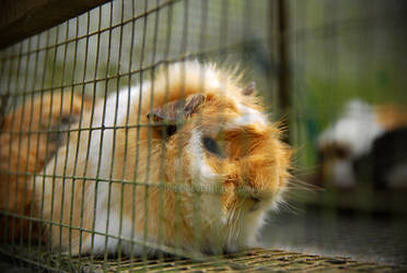 guinea pig