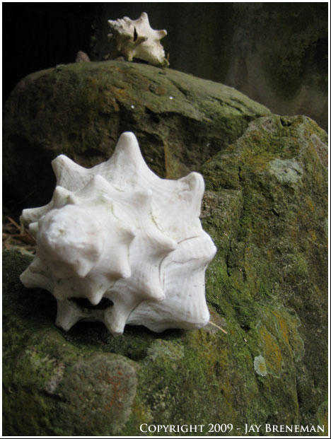 Conch Rock by jayhasnicepants on DeviantArt