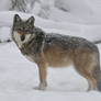 Mexican Wolf 7709