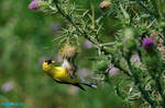 Gold Finch 6378 by mgroberts