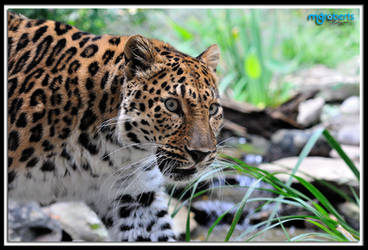 Amur Leopard 3020
