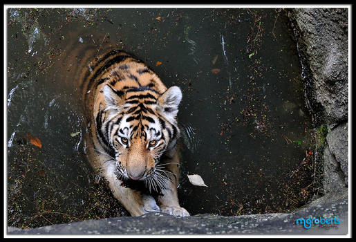 Amur Tiger Cub 7280