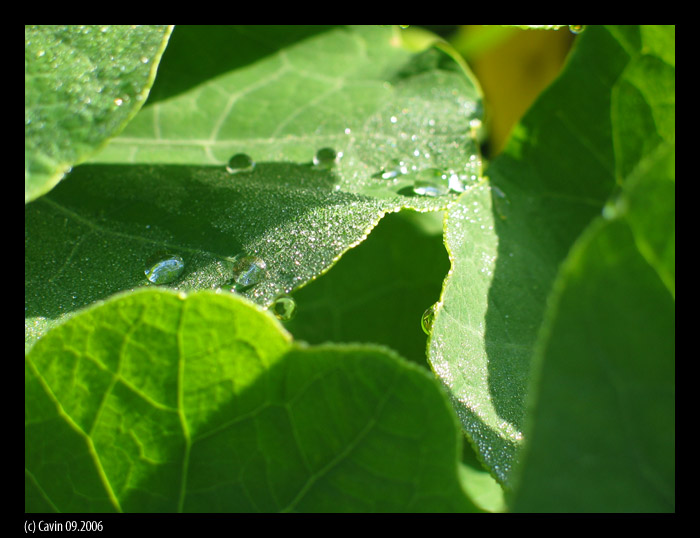 Green leaves